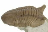Stalk-Eyed, Asaphus Punctatus Trilobite - Russia #191059-2